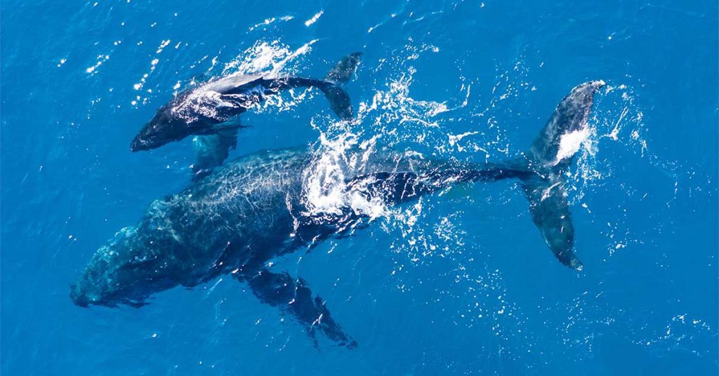 Balenas en Gran Canaria
