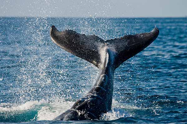 Avistamiento de ballenas en Gran Canaria: cómo disfrutar al máximo de la experiencia