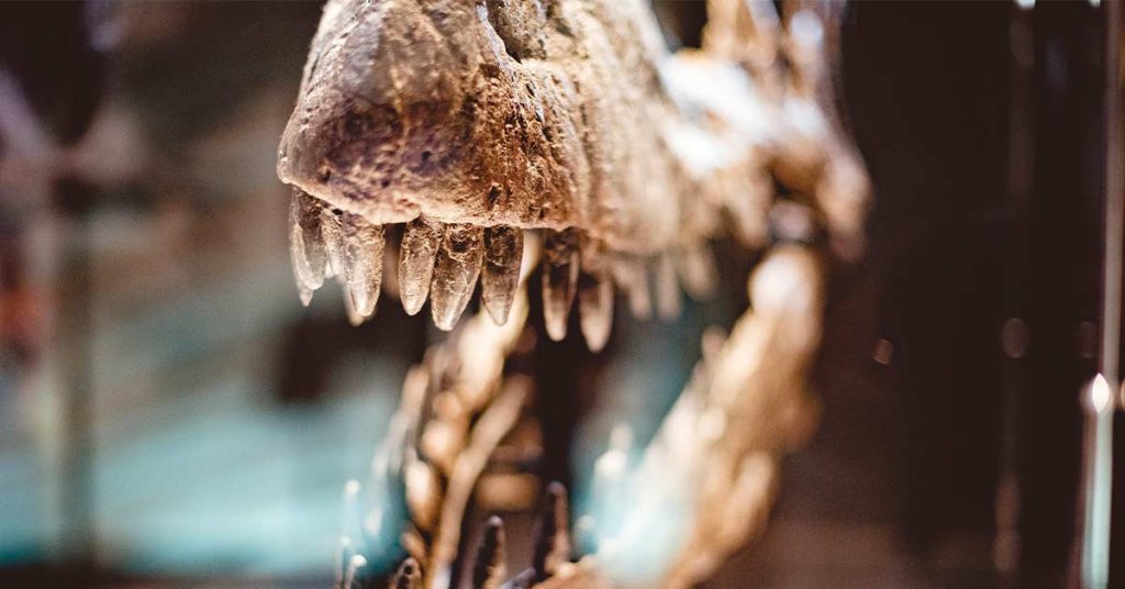 fosil en uno de los mejores museos de barcelona