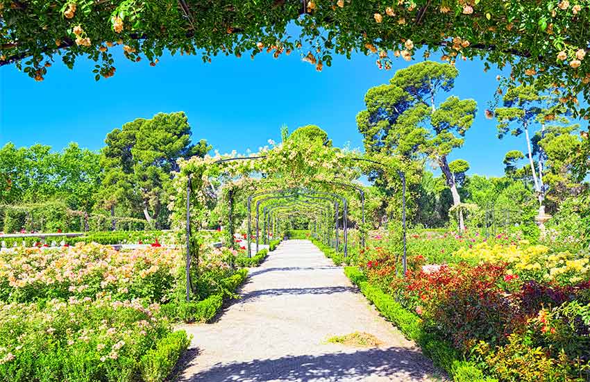 Vista de rosales en el real jardin botánico de madrid