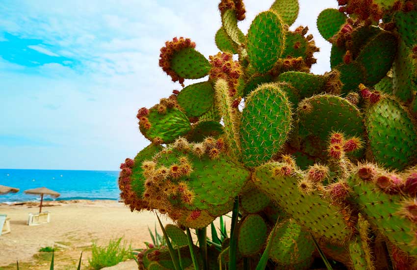 cactus en la costa de Mojácar